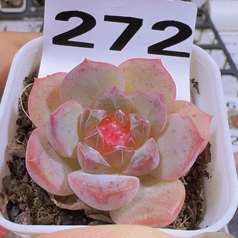 一物一拍30包邮6666