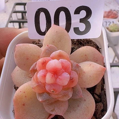 一物一拍30包邮6666