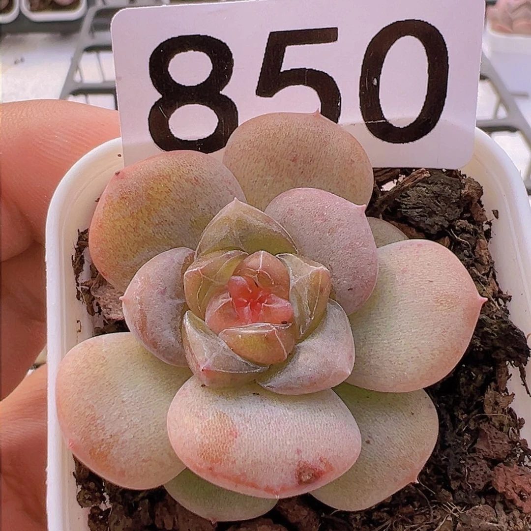 一物一拍30包邮6666