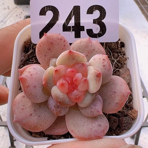 一物一拍30包邮6666