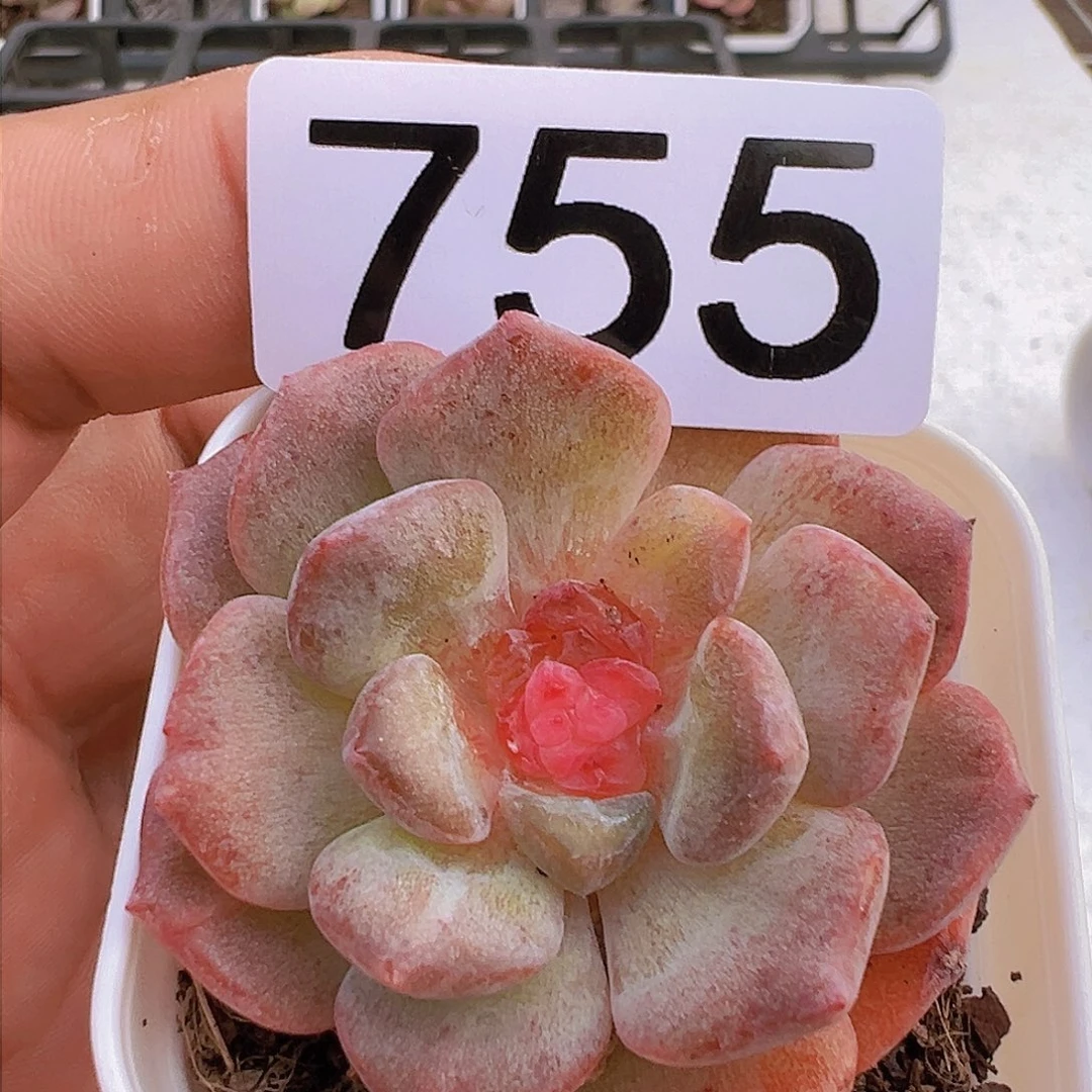 一物一拍30包邮6666