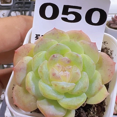 一物一拍30包邮6666