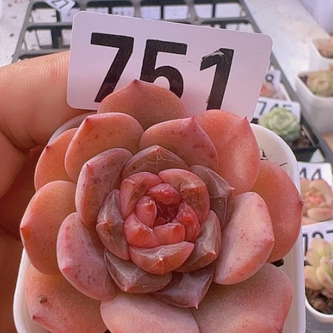 一物一拍30包邮6666