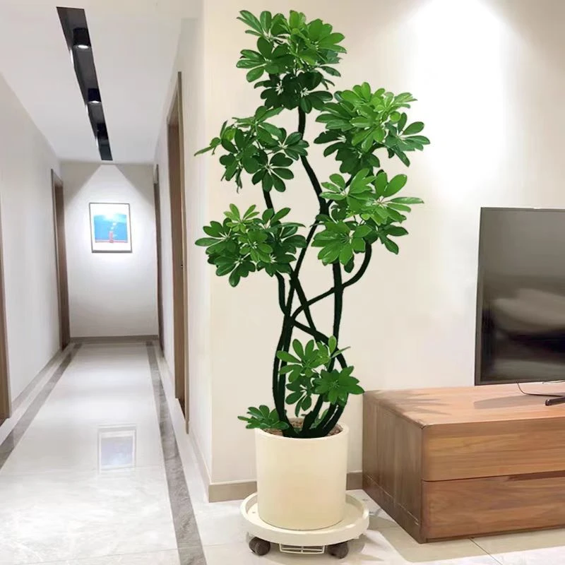 【一物一拍】造型鸭脚木八方来财客厅办公室内四季常青好养绿植盆栽
