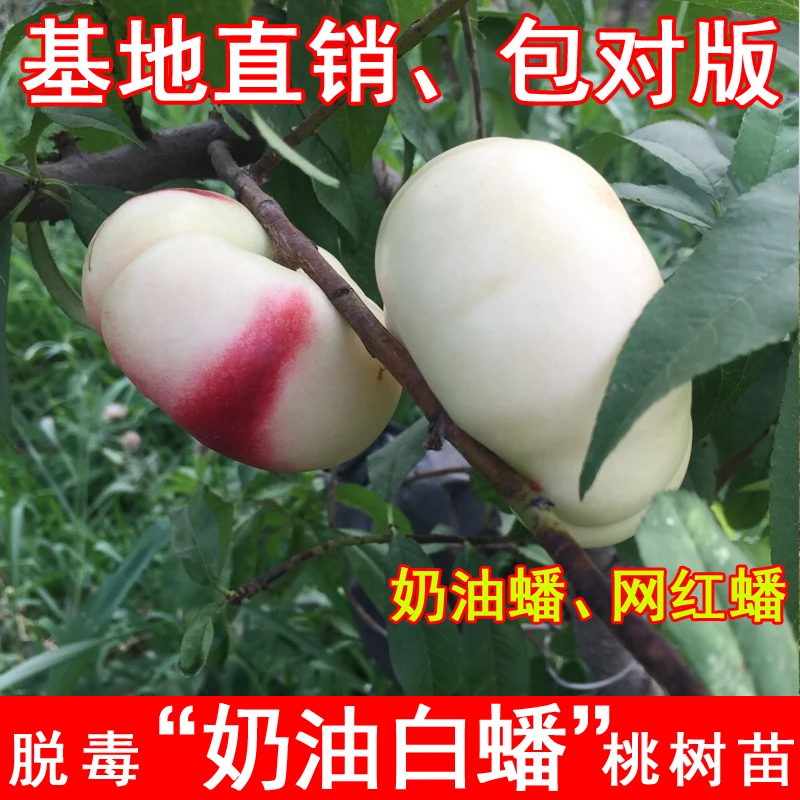 嫁接奶油白蟠桃树苗早熟6月成熟白玉油蟠桃果树苗北南方当年结果
