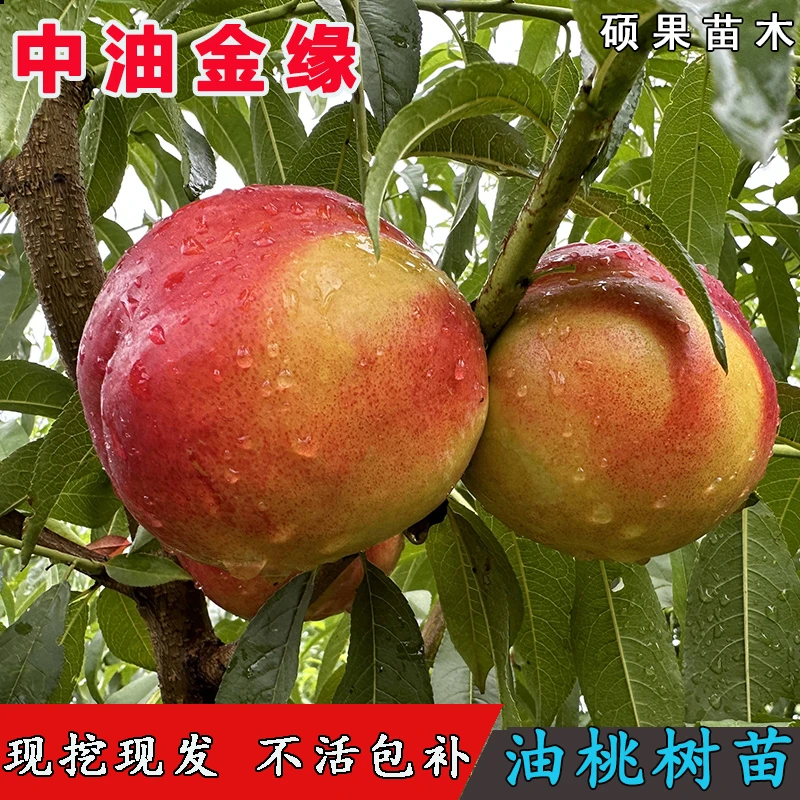 新品种嫁接中油金缘桃树苗7月成熟黄肉脆甜离核油桃苗当年结果