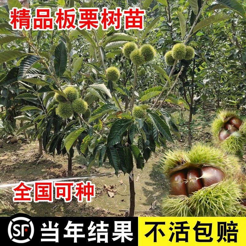 板栗苗树嫁接板栗树南方北方种植大红袍当年结果地栽特大果树果苗