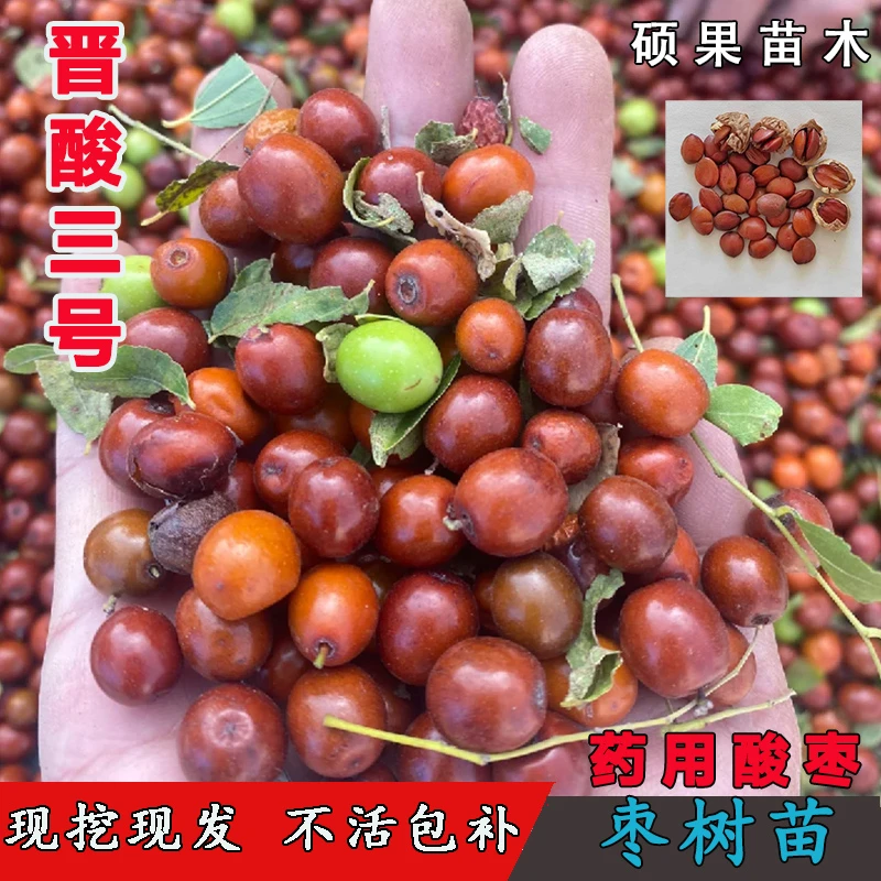 嫁接晋酸3号高产用药双仁酸枣苗山枣树苗北南方种植高产当年结果
