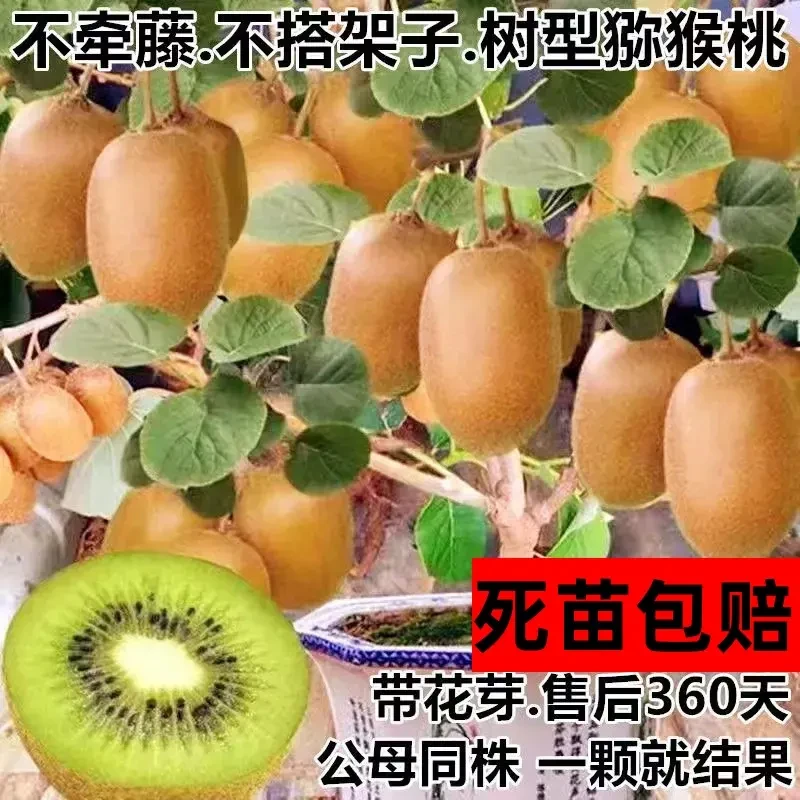 正宗自授粉红心猕猴桃树苗盆栽地栽徐香种植修剪发货公母同株