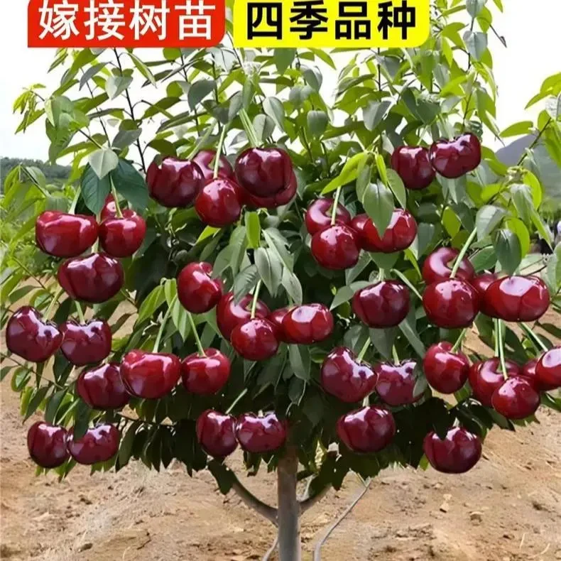 车厘子树苗矮化大樱桃苗南北方种植嫁接盆栽地栽果树果苗庭院阳台