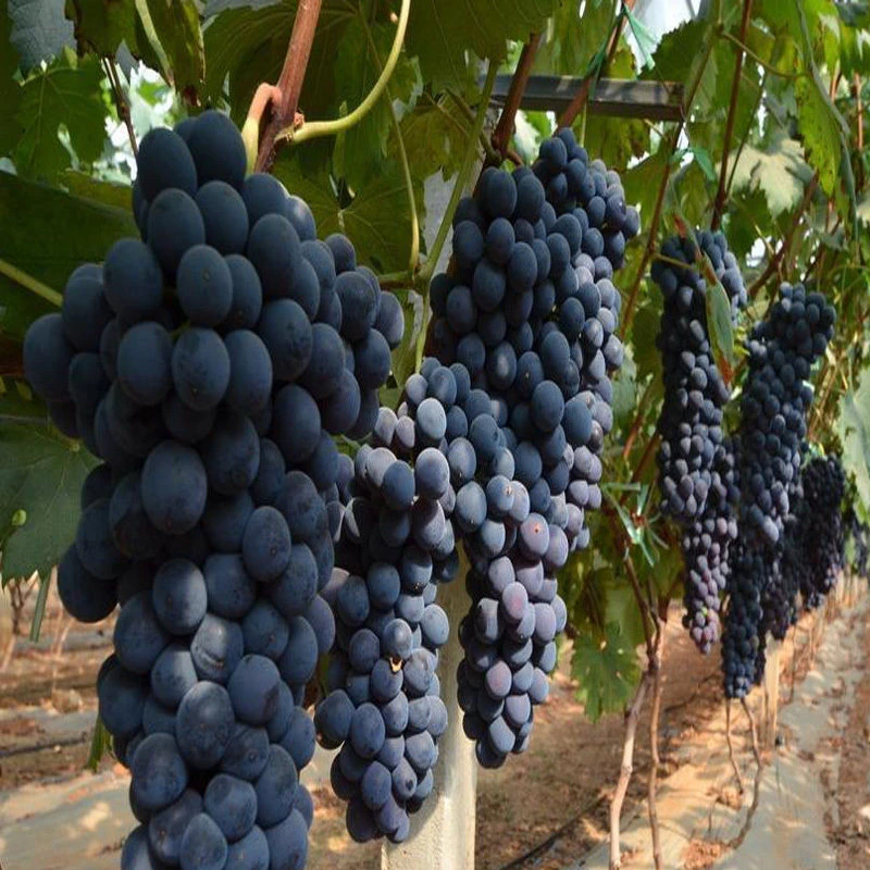 早熟葡萄新品种 极早甜66葡萄苗 甜66葡萄树苗 耐零下20度 不裂
