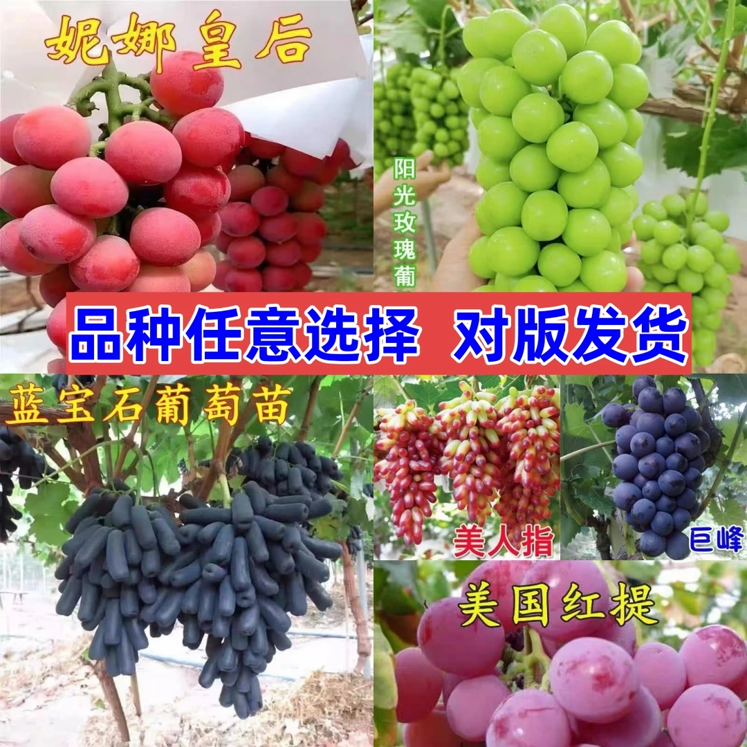 葡萄苖阳光玫瑰蓝宝石盆栽庭院爬藤南方北方种植巨峰无籽葡萄树苗