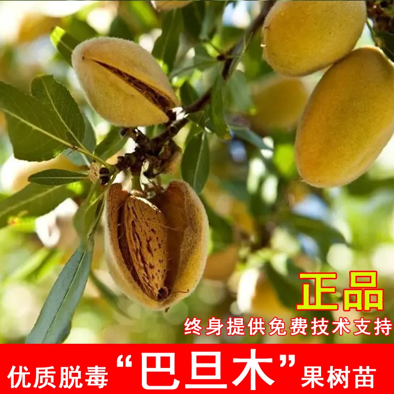 嫁接巴旦木树苗扁桃苗甜巴旦姆美国大杏仁纸皮薄壳巴达木果树果苗