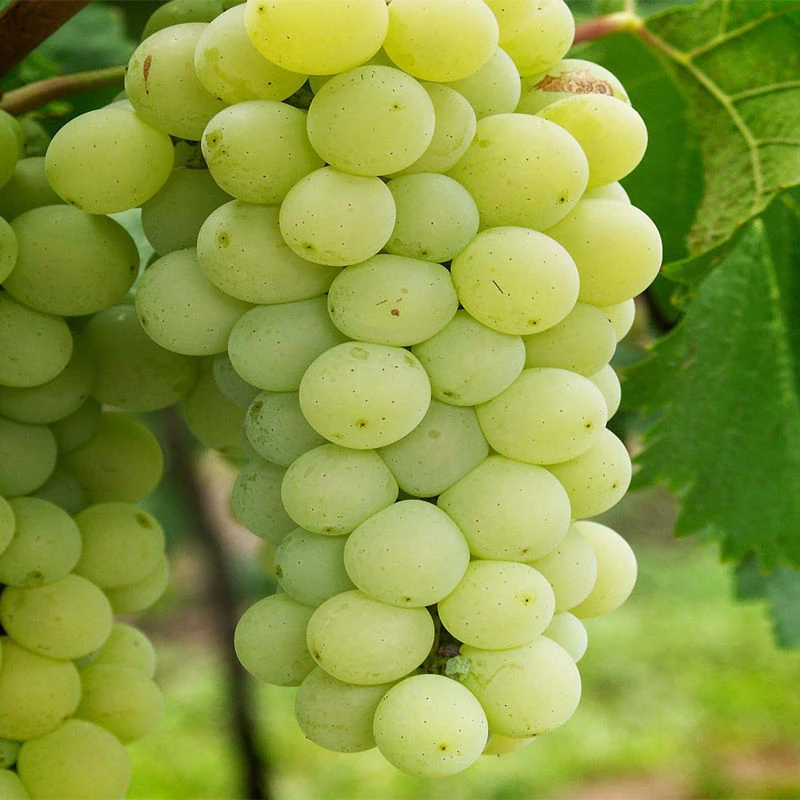 嫁接葡萄苗  醉金香葡萄苗茉莉香 当年结果树苗全国带土精品裸根