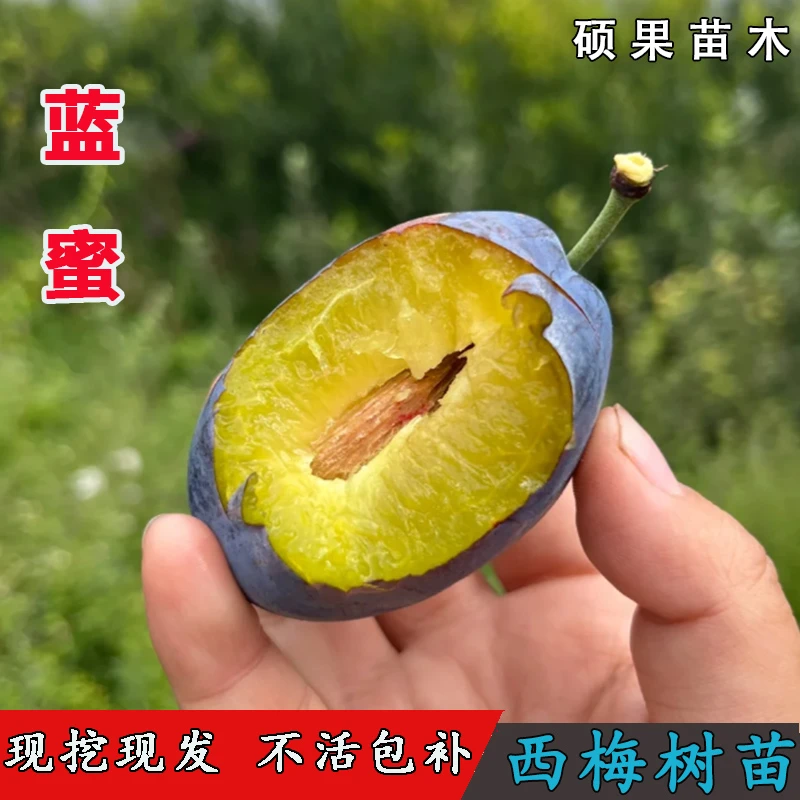 嫁接耐寒蓝蜜西梅李子树苗法兰西脆甜抗寒李子苗当年结果果树果苗