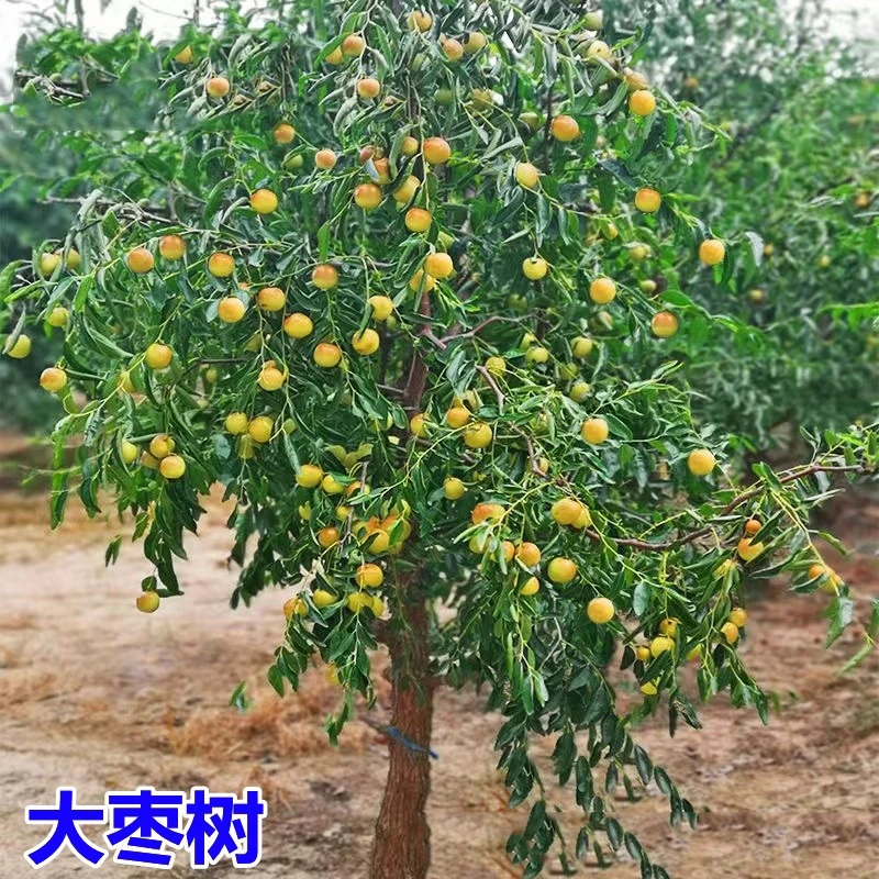 枣树活苗北方南方盆栽地栽特大庭院当年结果沾化冬枣树苗果苗红枣