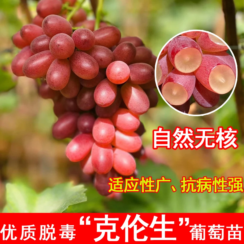 嫁接克伦生葡萄树苗无籽红提葡萄苗爬藤北方南方种植当年结果果苗