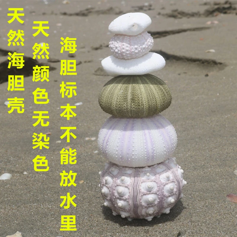 海胆壳天然海螺建盏