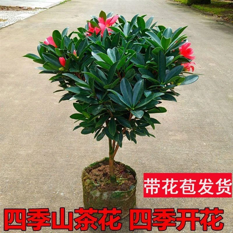 四季杜鹃山茶花盆栽树苗四季开花植物浓香型花卉室内庭院易养绿植