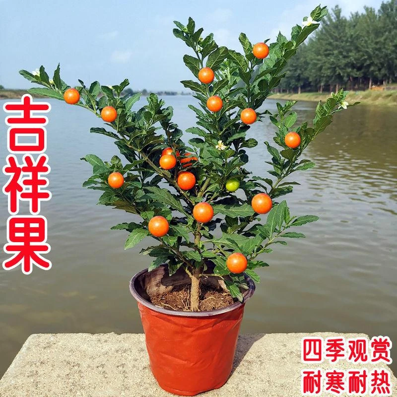 冬珊瑚盆栽植物花卉吉庆果看樱桃珍珠椒开心桃珊瑚豆盆栽室内室外