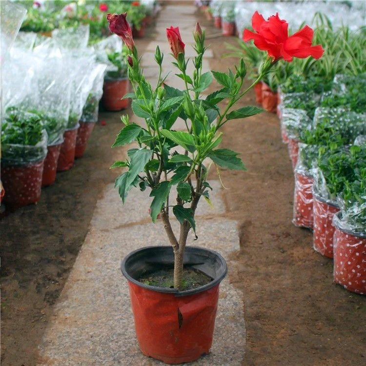 大花重瓣扶桑花苗带花苞棒棒糖型独杆朱槿牡丹花四季开花绿植盆栽
