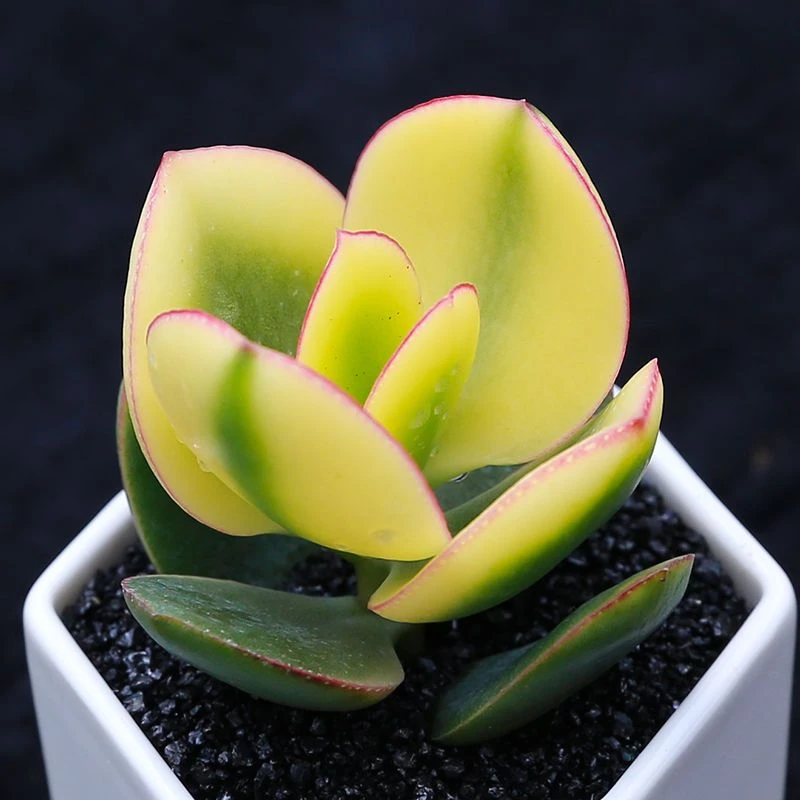 黄金花月新花月锦多肉老桩姬红花月三色花月玉树植物盆栽多头趣味