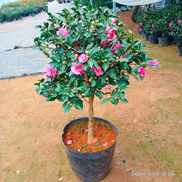 茶梅植物盆栽年宵花卉茶梅花盆栽耐寒浓香型带花苞多年生绿植美观