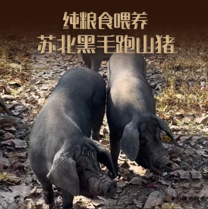 【改价专属】改价拍苏北山林黑毛猪改山猪运输放心保鲜价