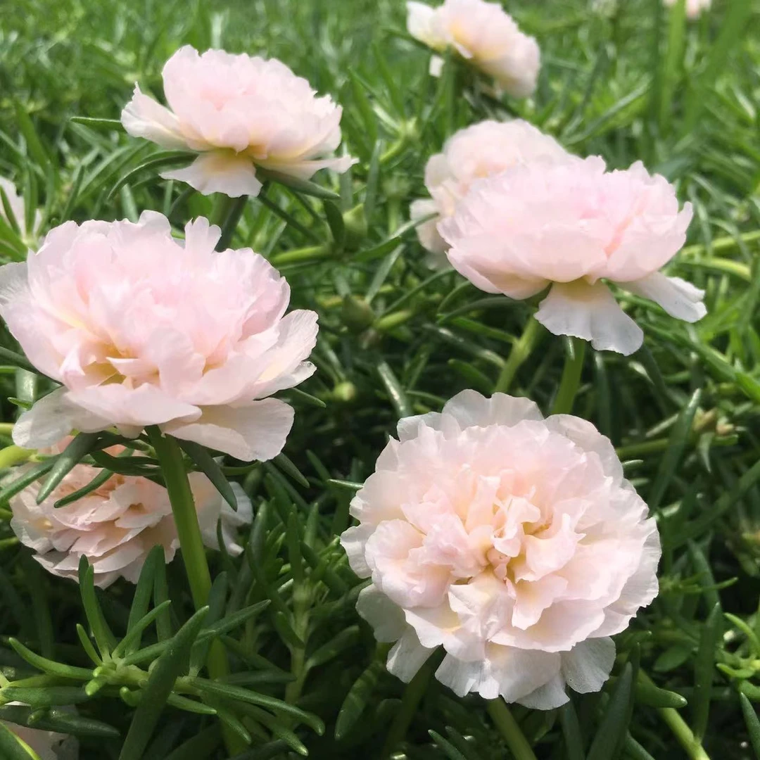 宿根重瓣太阳花23色每色5棵带根苗一共115棵