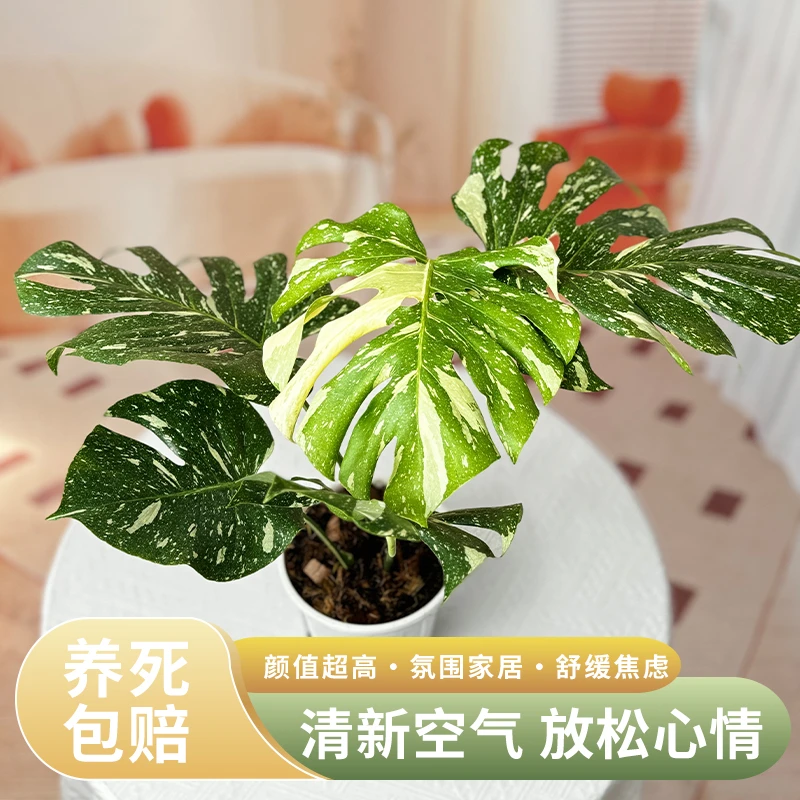 洒金龟背竹精品热植家庭室内盆栽花卉观赏绿植一物一拍