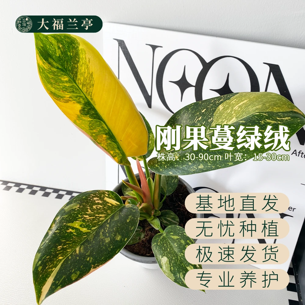 洒金刚果蔓绿绒室内阳台热植绿植ins风