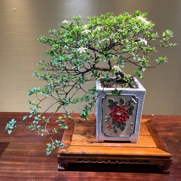 四季揽叶栀子花【精品小叶】