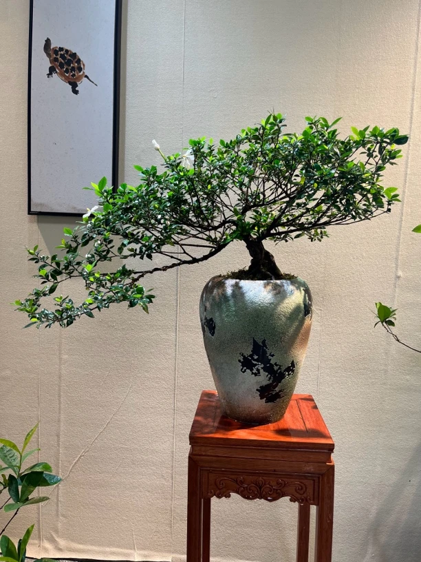 四季揽叶栀子花【小叶】