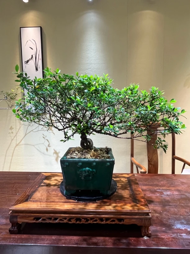 四季揽叶栀子花【四季开花结果】