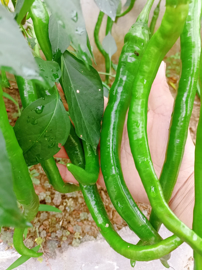 湖北恩施农家自种二尖条尖椒秋广椒