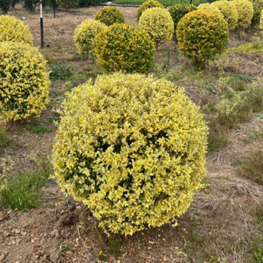 金银姬小蜡球形植物耐寒耐旱四季常绿不落叶庭院花园造型树苗彩叶