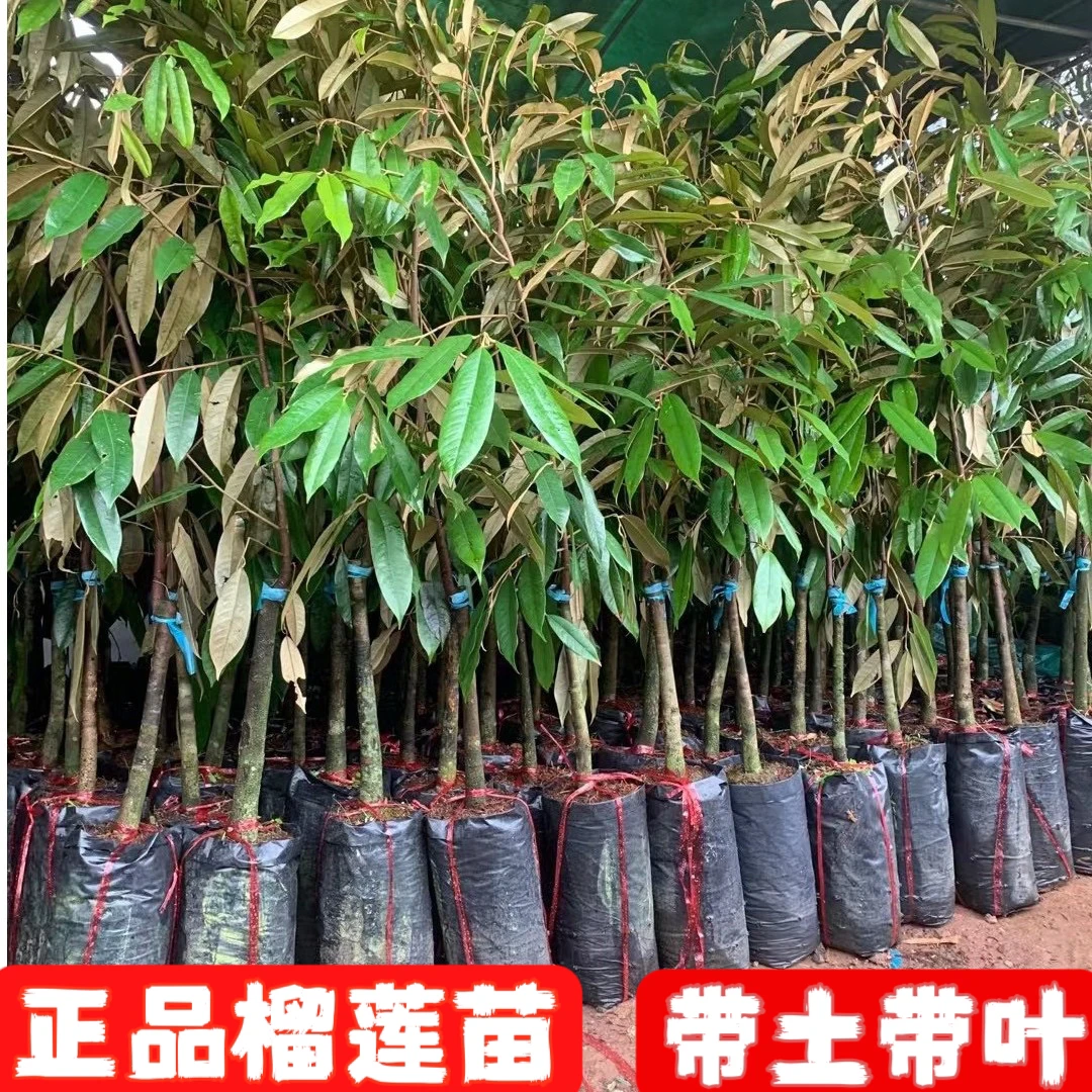 金枕榴莲树苗猫山王果树苗南方北方种植四季盆栽地栽当年结果