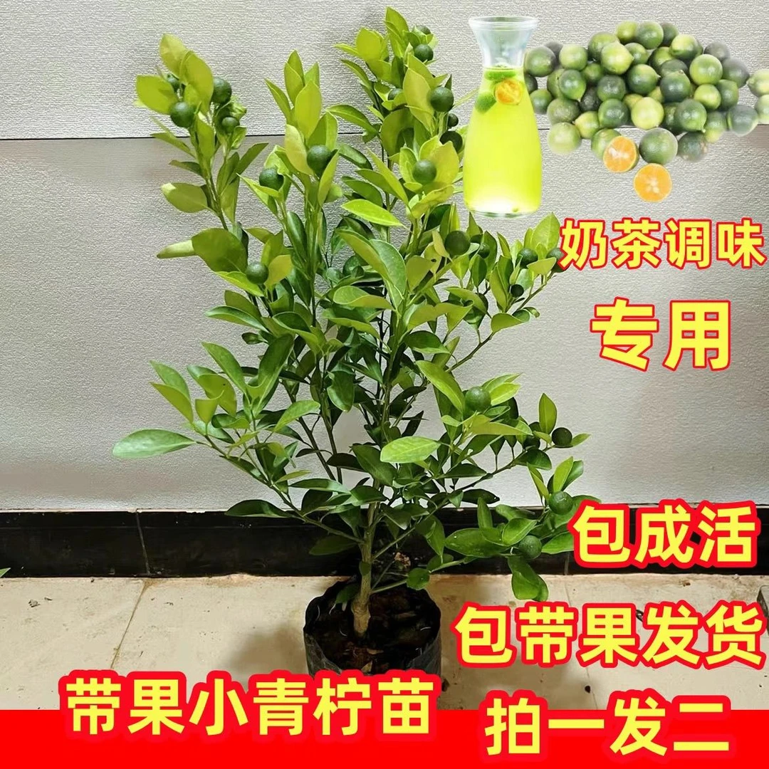 海南四季小金桔树苗酸香奶茶烧烤调味用带土带叶正品发货盆栽绿植