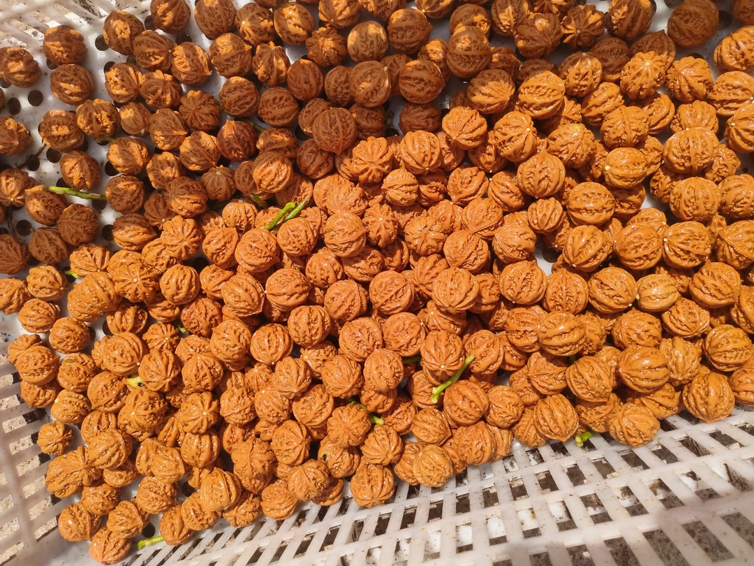 小核桃散籽一物一拍直播付款专用，单独拍不发