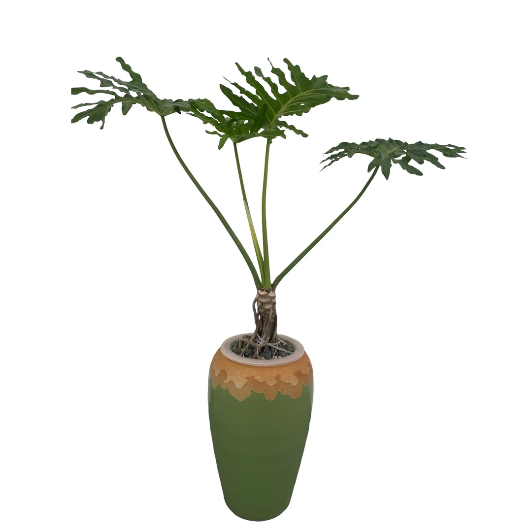 密林之境水培植物龙鳞春羽