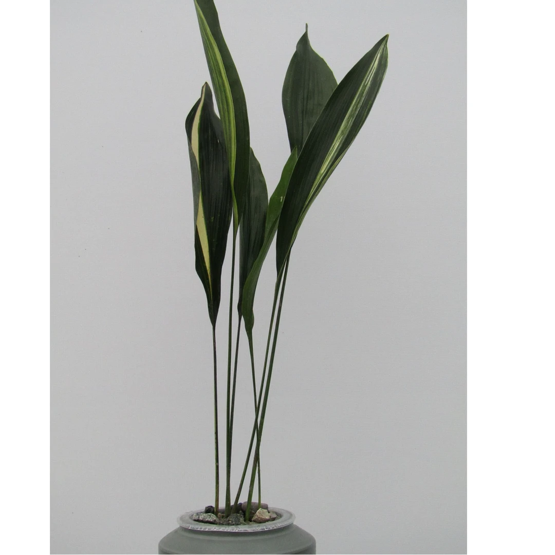 密林之境水培一叶兰植物