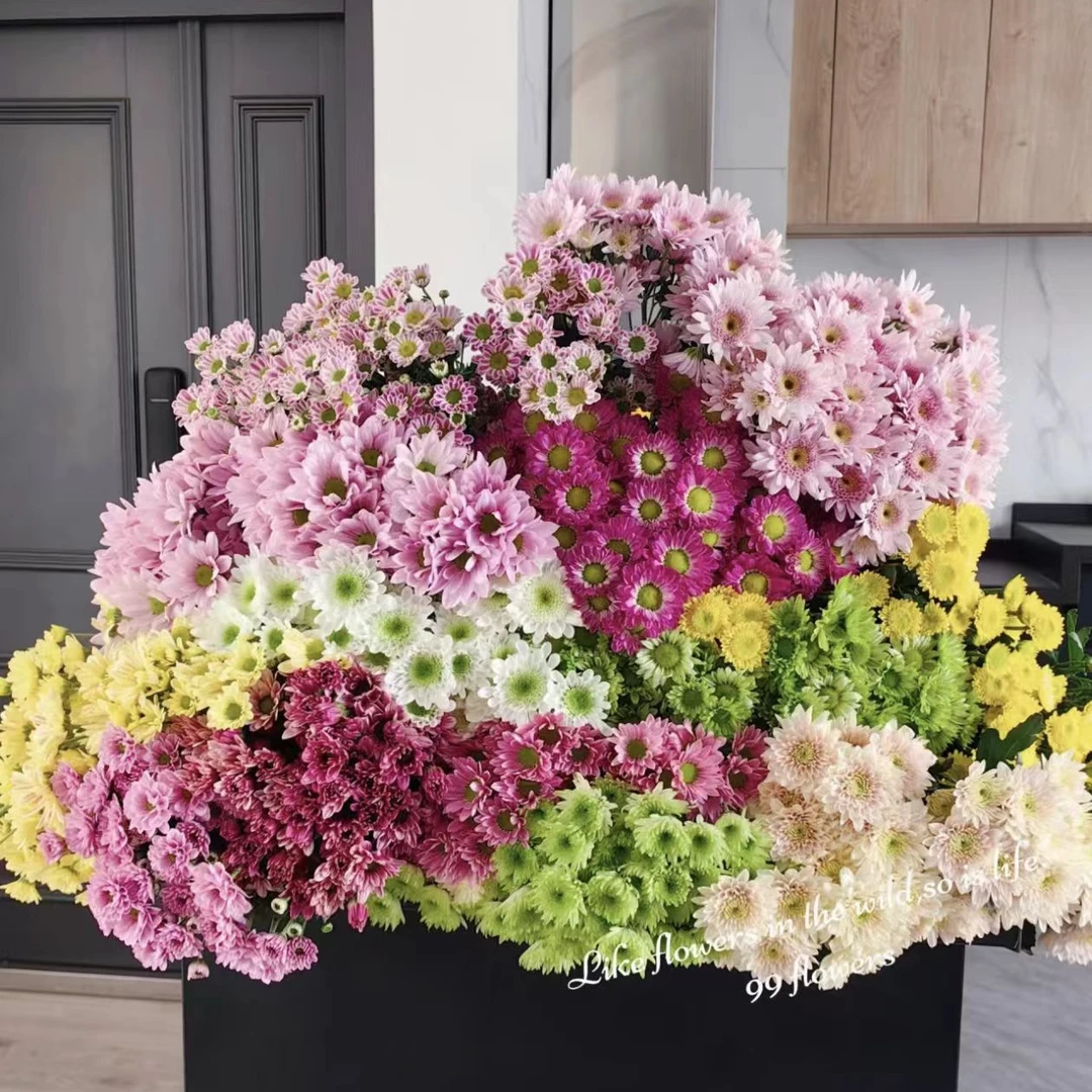 【加购款】小菊（需要和百合一起拍哦）基地直发