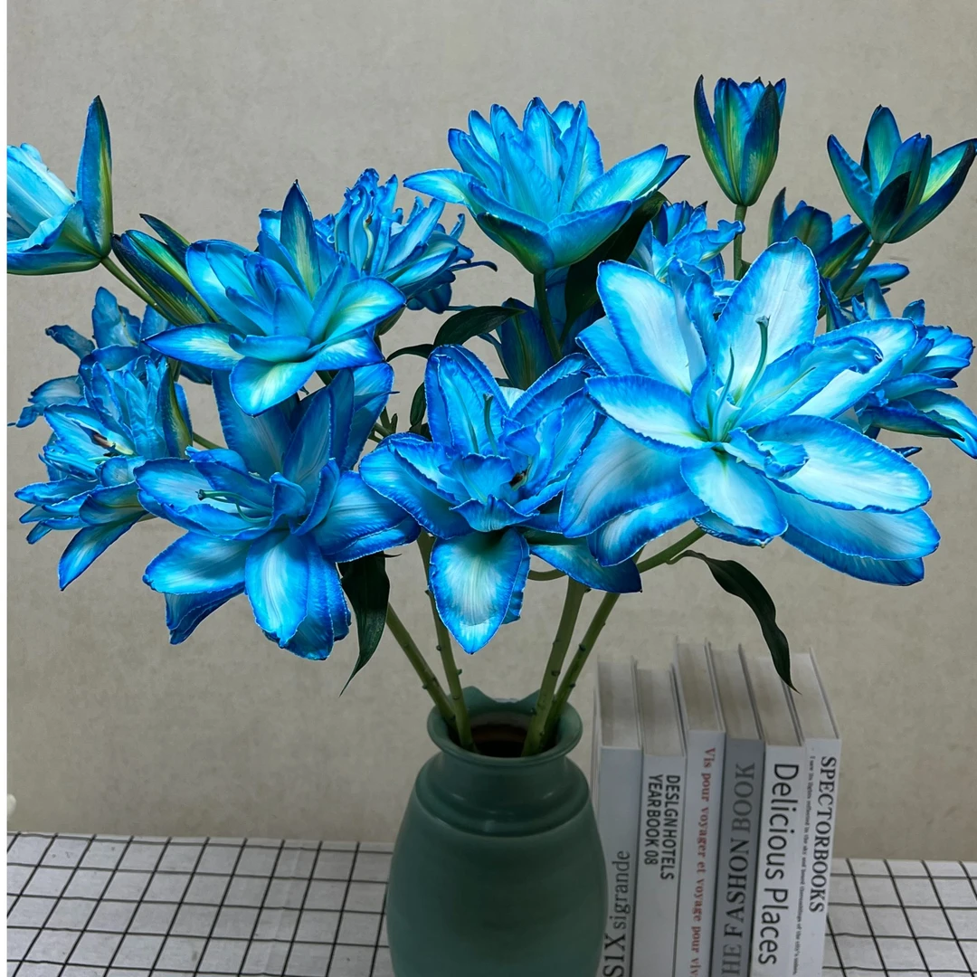 【基地直发】蓝美人  香水百合 鲜花花卉