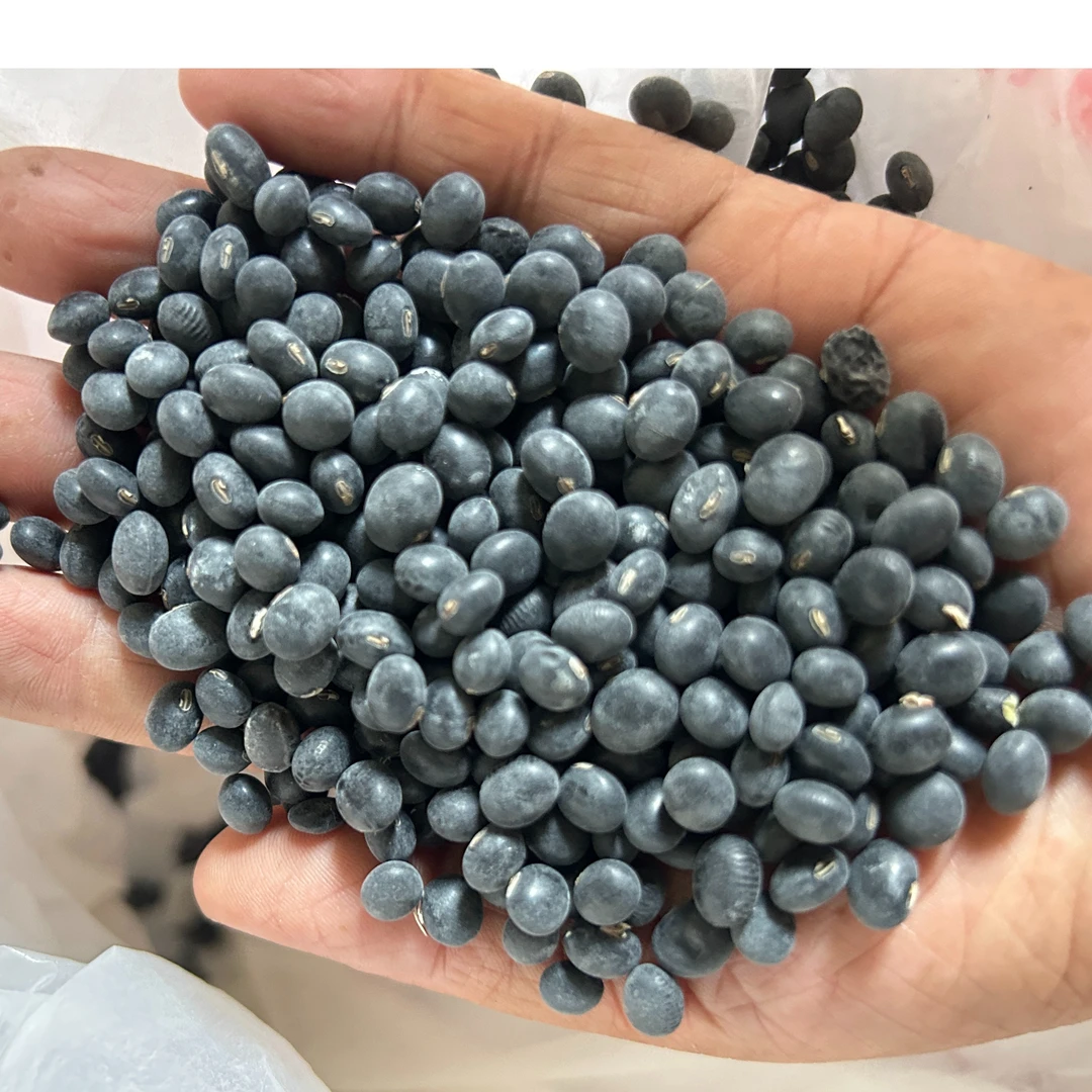绿心黑豆1500克包邮（2025）新豆（可以做种子）