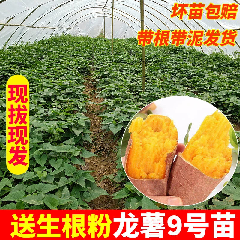 龙薯9号红薯苗秧苗番薯苗早熟高产成活率高红薯苗秧苗红皮地瓜苗