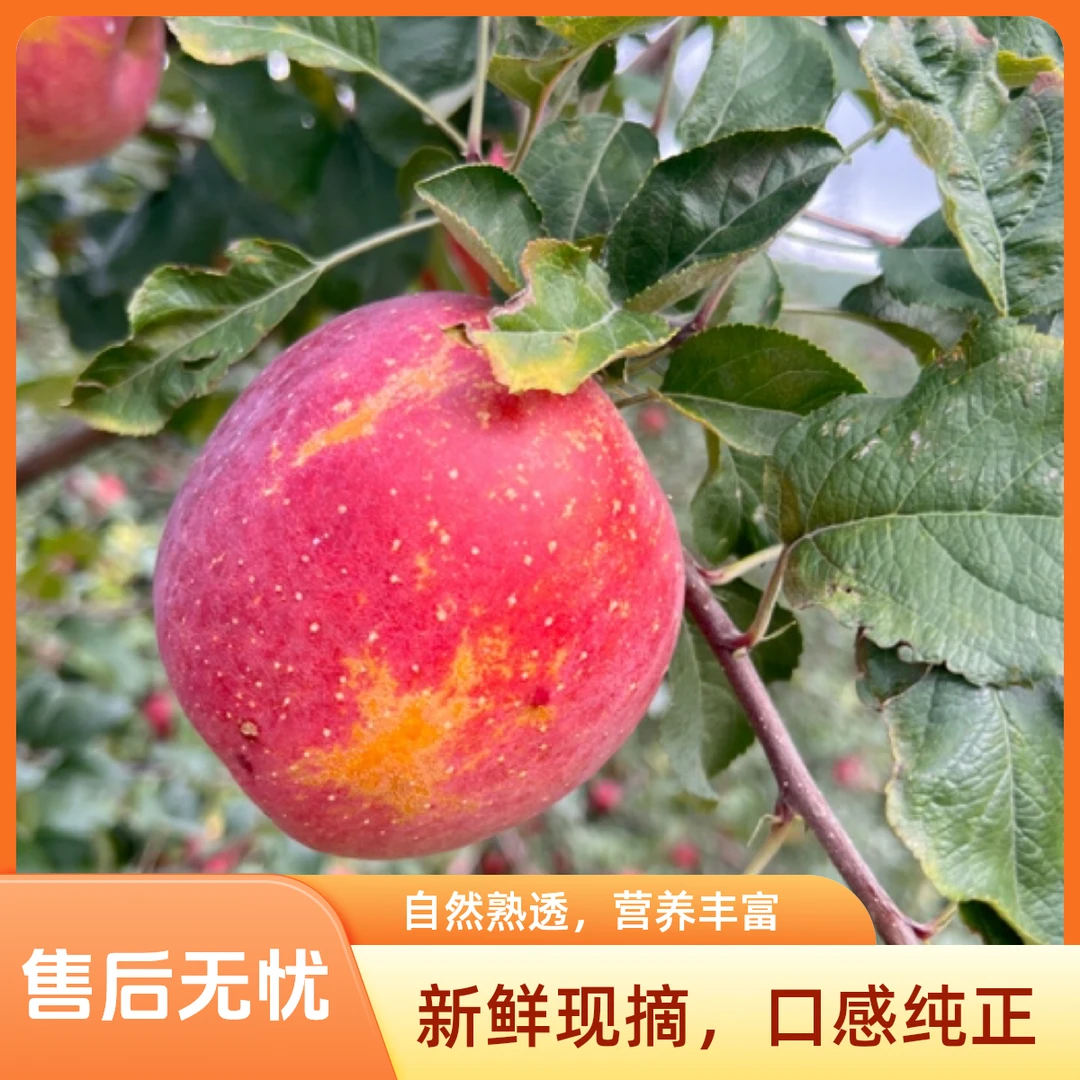 昭通红富士糖心丑苹果