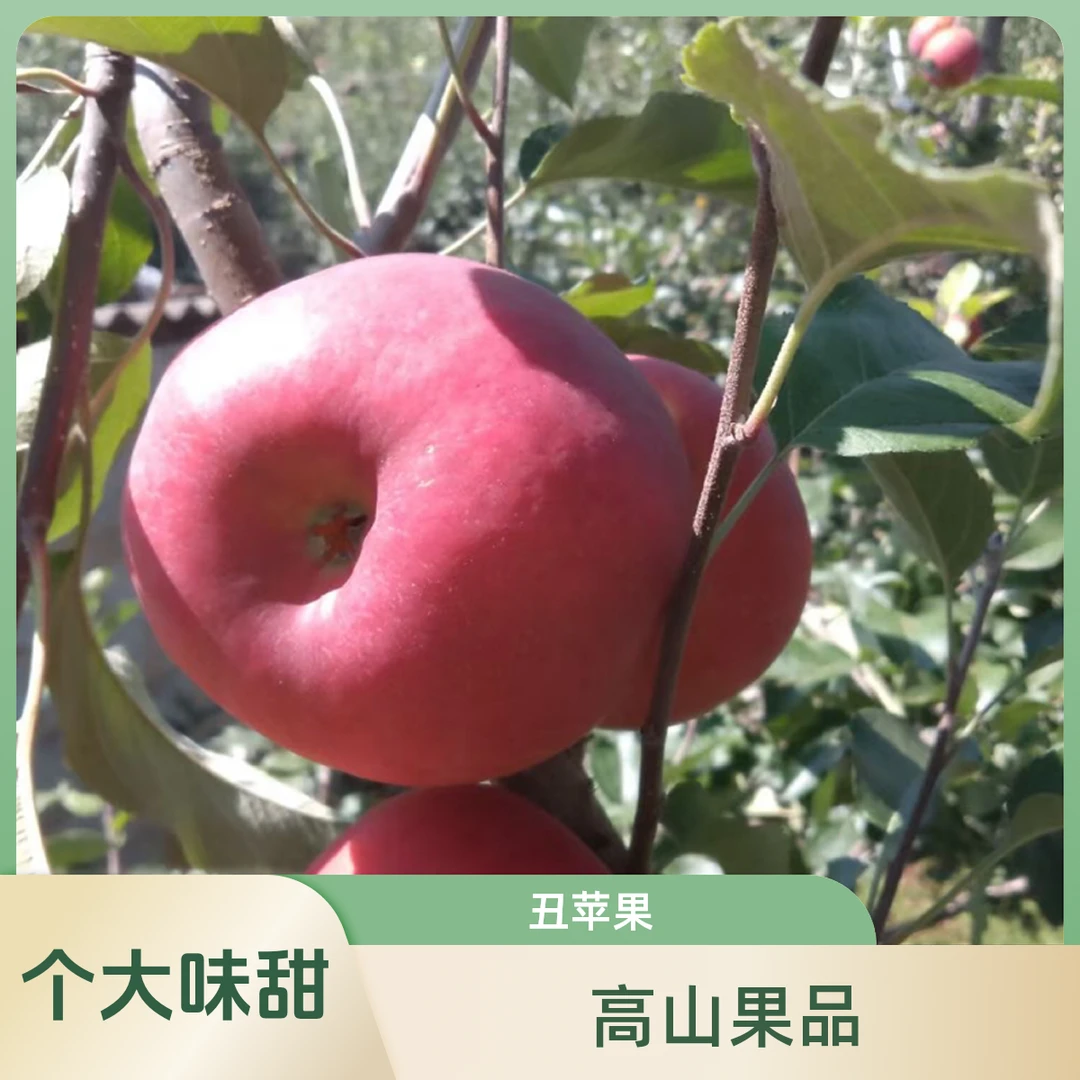 昭通高山丑苹果热卖口感现摘现发糖心
