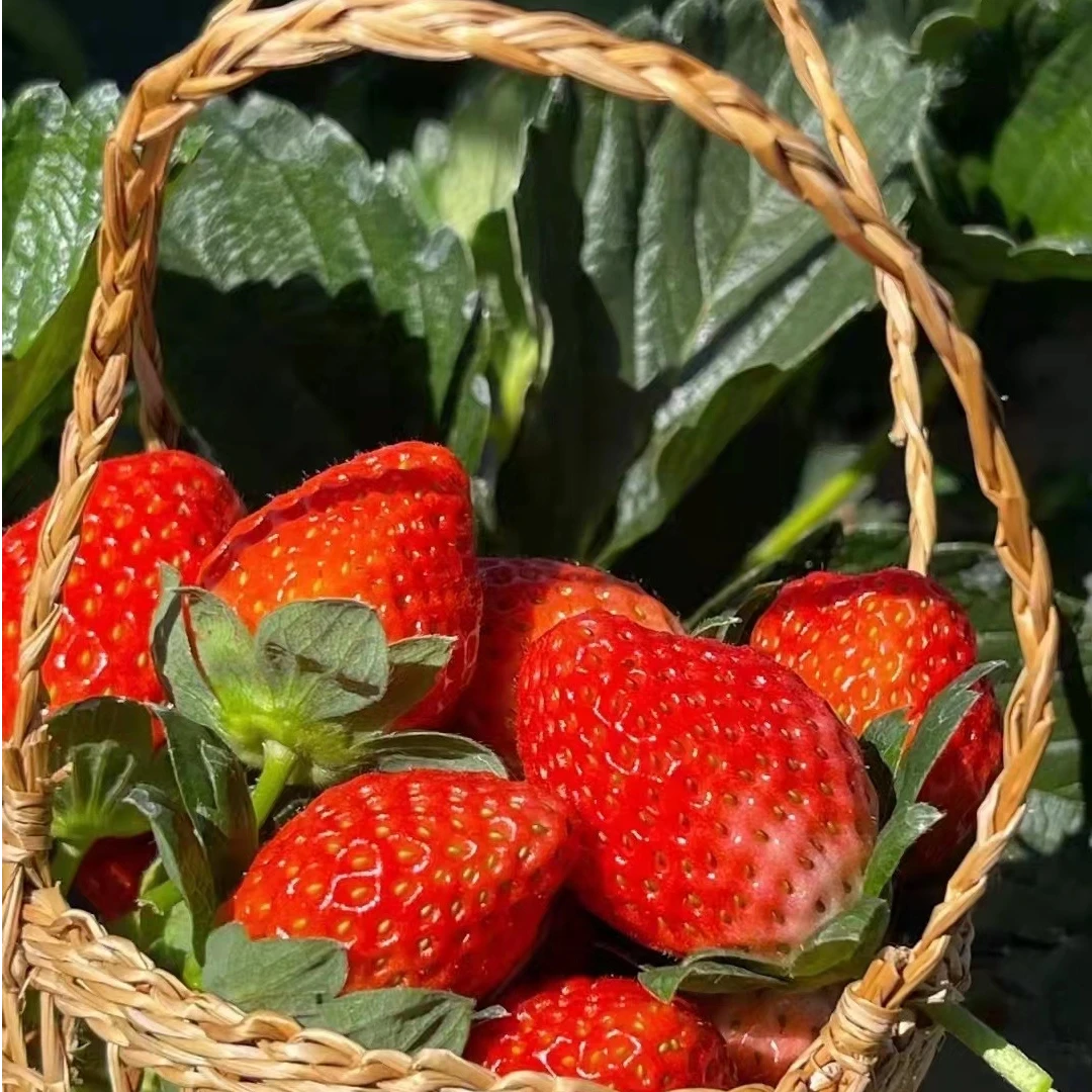 【京东速运】双流空运红颜奶油巧克力草莓，能买就能发