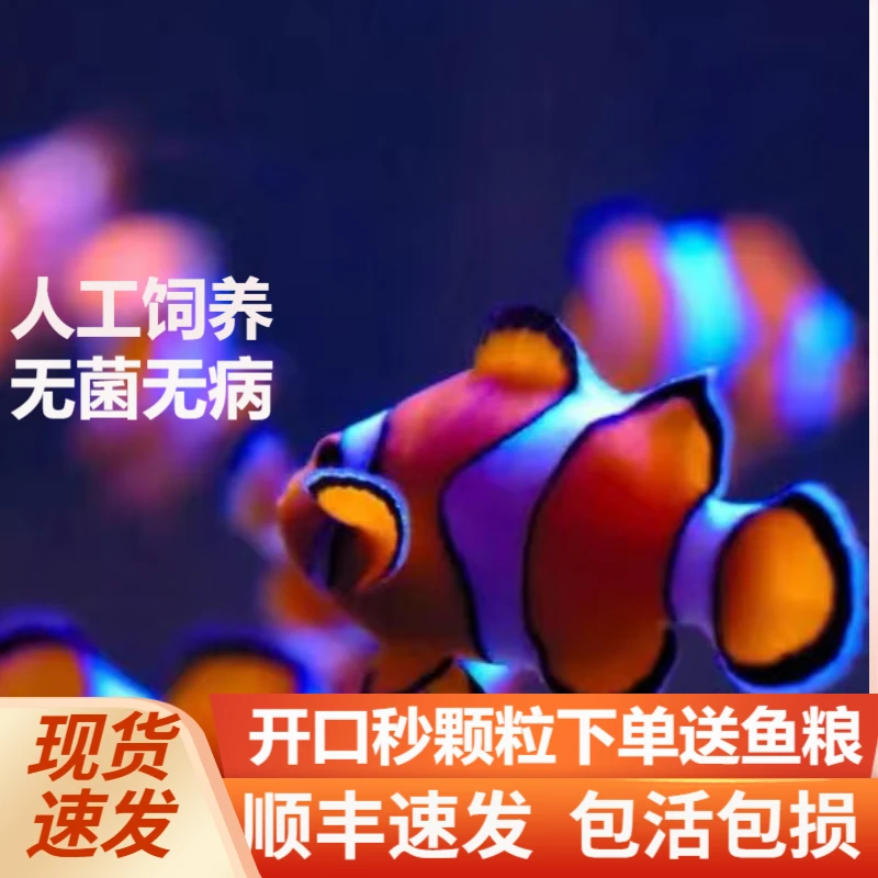 热带海水鱼尼莫公子活体小丑鱼小型鱼观赏鱼人工饲养小鱼观赏鱼