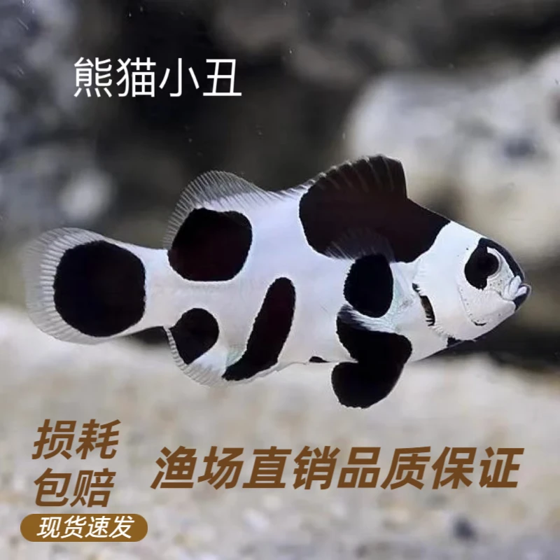 熊猫小丑鱼    大尺寸瑕疵